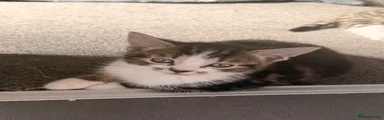 Mixed Breed 3: Handsome Boy — Tabby & White Kitten — Great with Dogs!