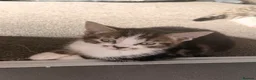 Mixed Breed cats for sale: 3 Beautiful Tabby & White Kittens - Advert 2