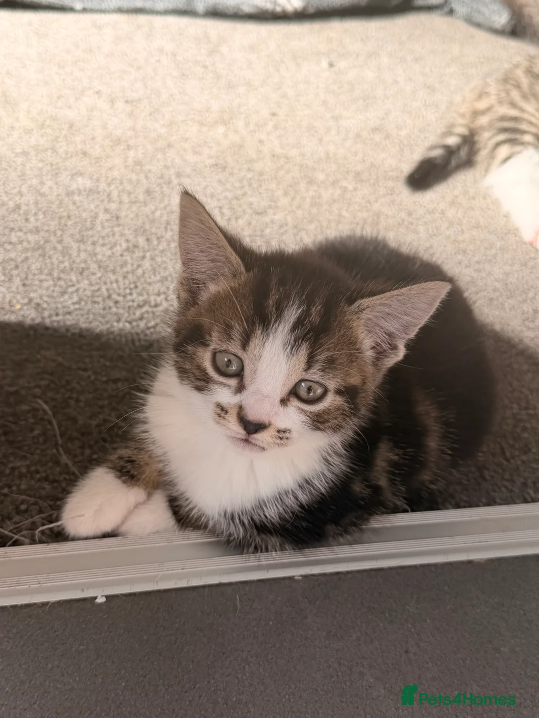 Mixed Breed cats for sale: 3 Beautiful Tabby & White Kittens - Advert 2