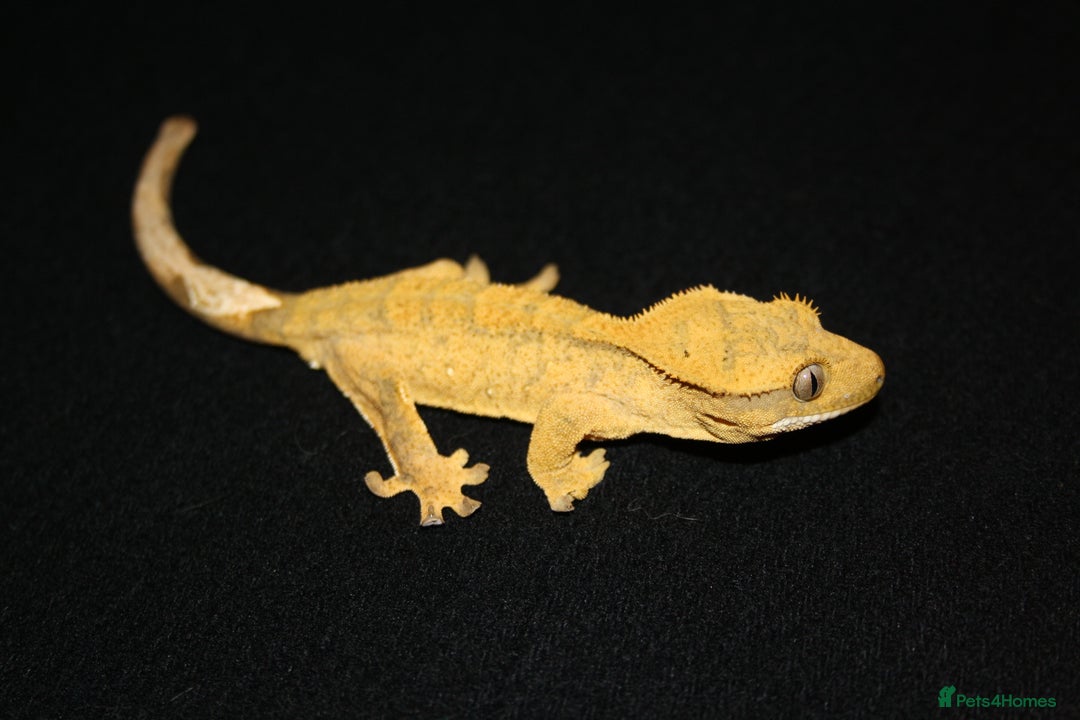 Gecko reptiles for sale: Crested geckos - Image 2