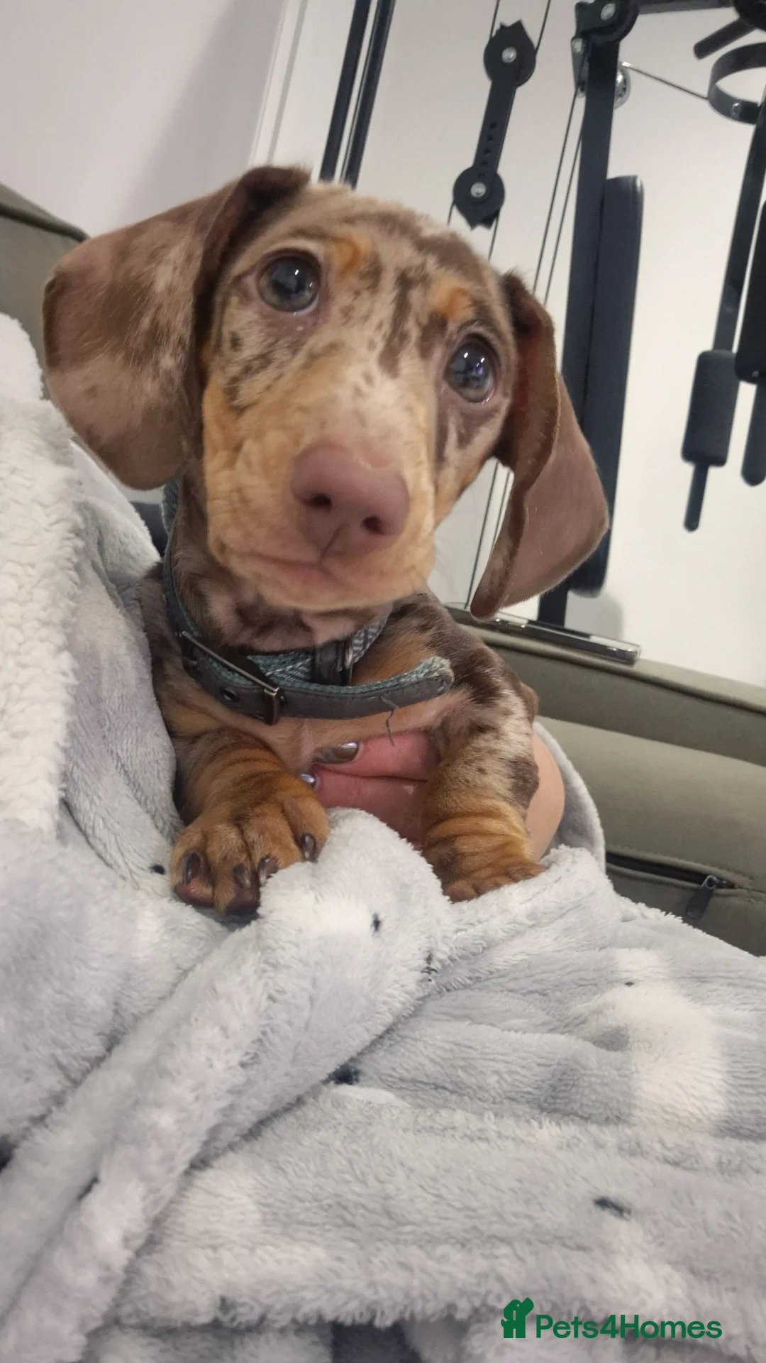 Miniature Dachshund dogs for sale: 14 week old miniature dachshund - Advert 2