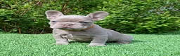 French Bulldog dogs for sale: Gorgeous French Bulldog Puppies  - Advert 16