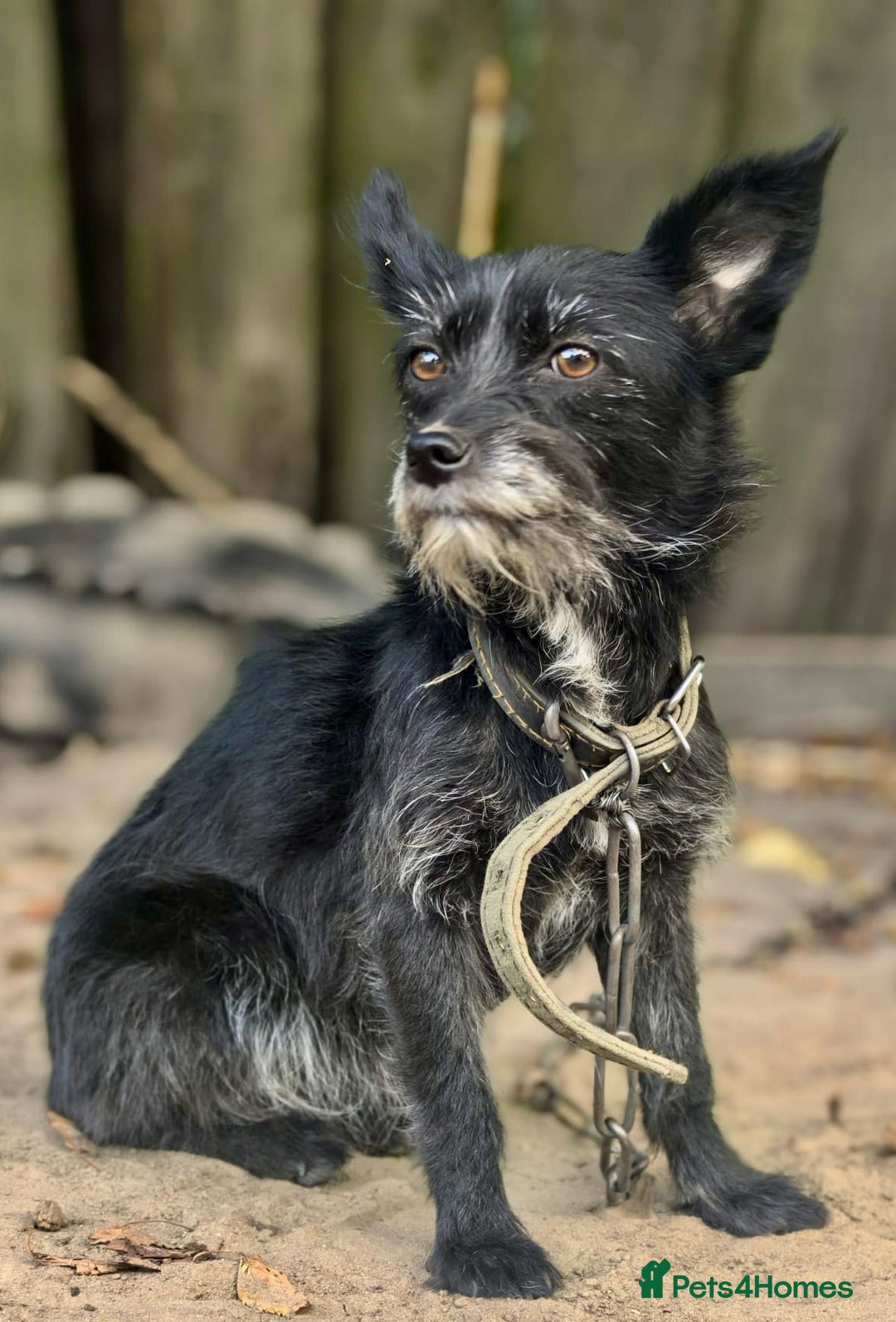 Norfolk Terrier dogs for adoption: KNOPA – Female Norfolk Terrier - Advert 8