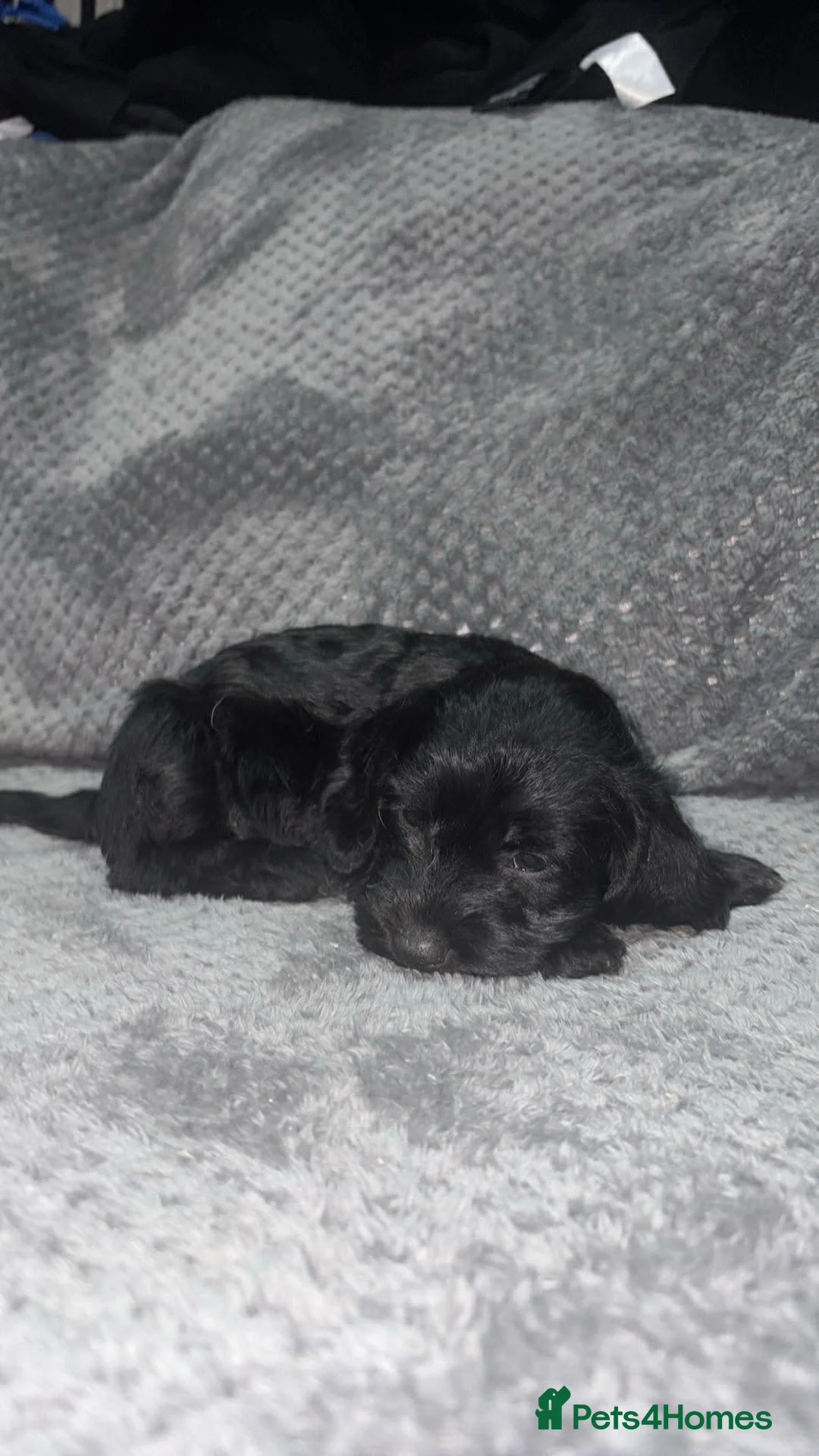 Mixed Breed dogs for sale: 5 stunning puppies - Advert 18