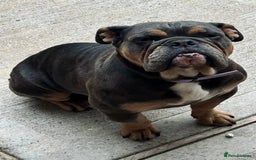 English Bulldog dogs for sale: English Bulldog - Image 1