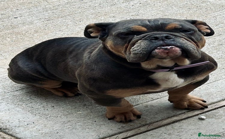 English Bulldog dogs - Advert 6
