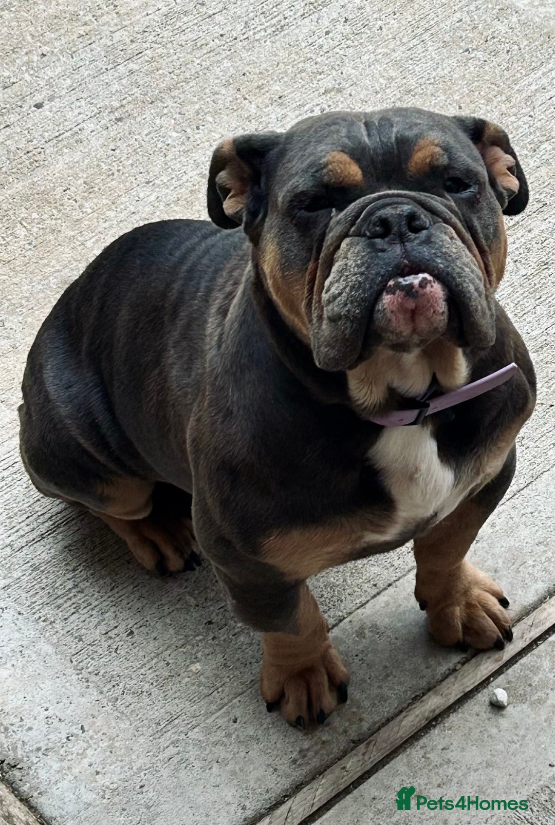 English Bulldog dogs for sale: English Bulldog - Image 1