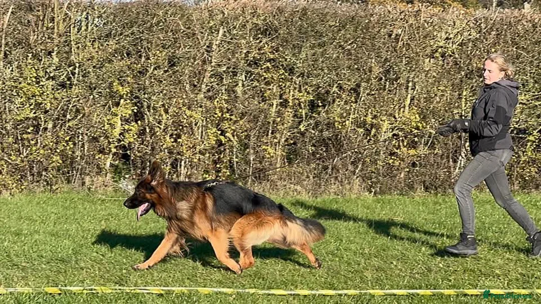 German Shepherd dogs for stud: Long Haired German shepherd  - Advert 8