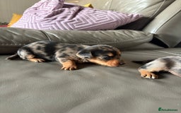 Mixed Breed dogs for sale: Jack Russel/miniature Datchound - Image 11