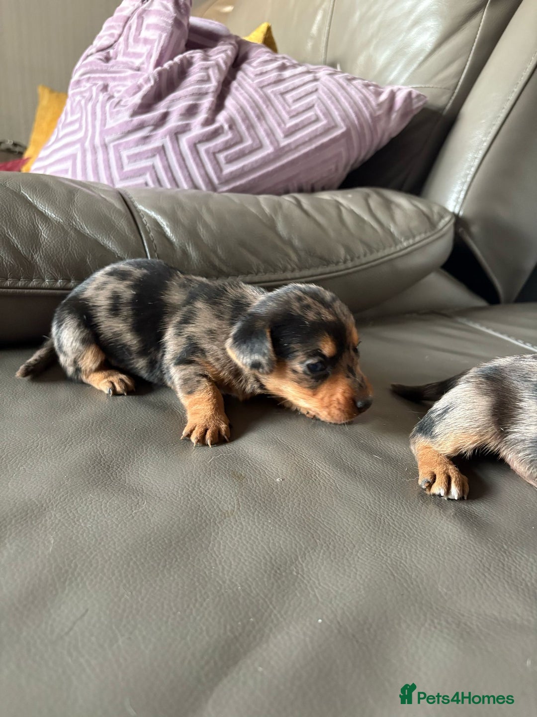 Mixed Breed dogs for sale: Jack Russel/miniature Datchound - Image 11