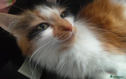 British Shorthair cats for sale: Beautiful female  - Image 4