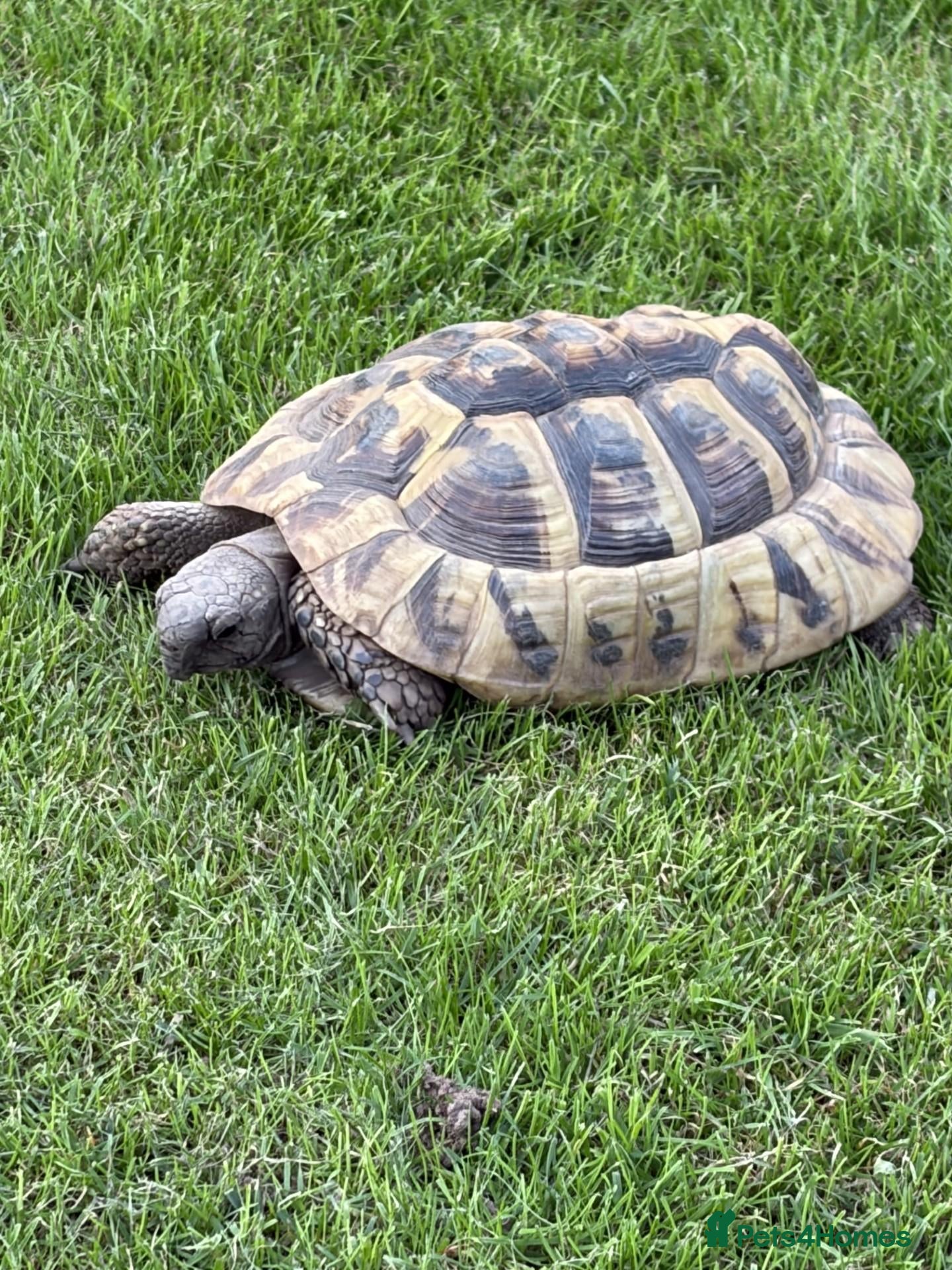 Tortoise reptiles Hermanns Tortoise - Male - 10 years old - Advert 1