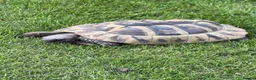 Tortoise reptiles for sale: Hermanns Tortoise - Male - 10 years old in Nottingham - Advert 1