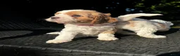 Cavapoo dogs for sale: Cavapoo’s extensively health tested rare colours  - Advert 26