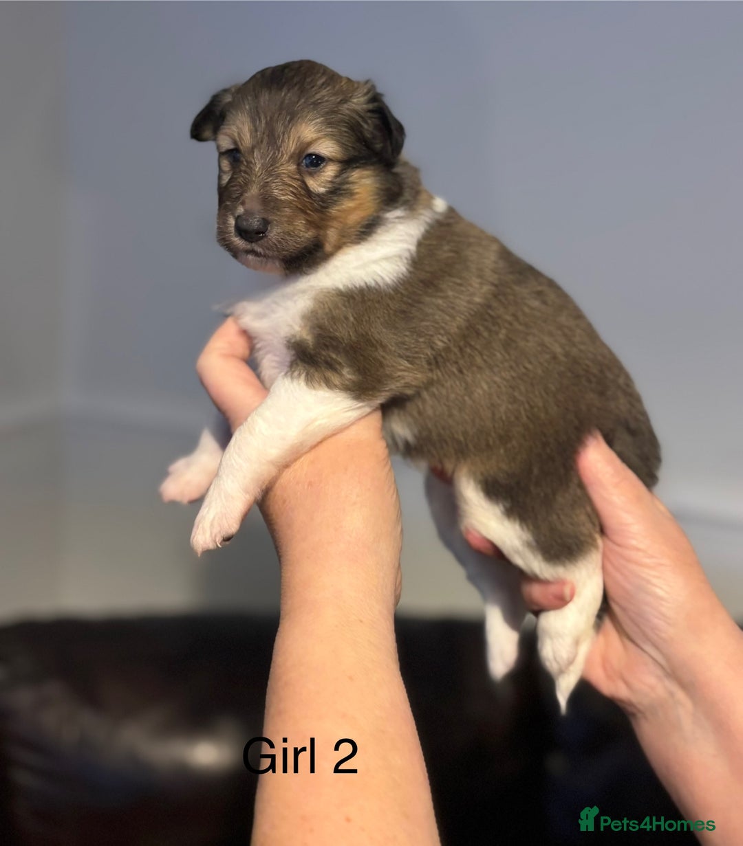 Shetland Sheepdog dogs for sale: Beautiful Shetland sheepdog puppies  - Advert 11