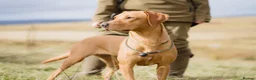 Labrador Retriever dogs for sale: KC + Health Checked Yellow Bitch Pup - Advert 3