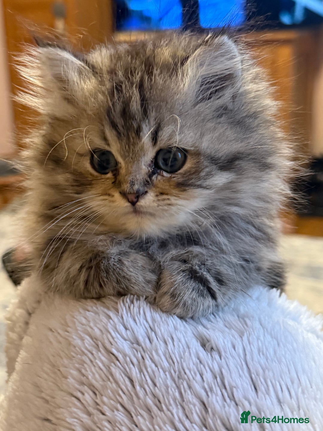 Persian cats for sale: Sweet persain boy is looking for his home - Advert 4