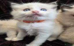 Ragdoll cats for sale: PEDIGREE RAGDOLL KITTENS FROM GCCF REGISTERED - Image 6