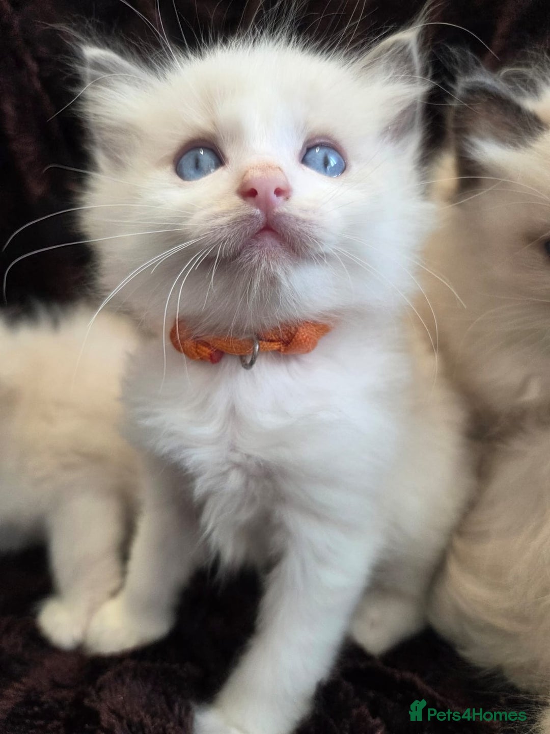 Ragdoll cats for sale: PEDIGREE RAGDOLL KITTENS FROM GCCF REGISTERED - Image 6