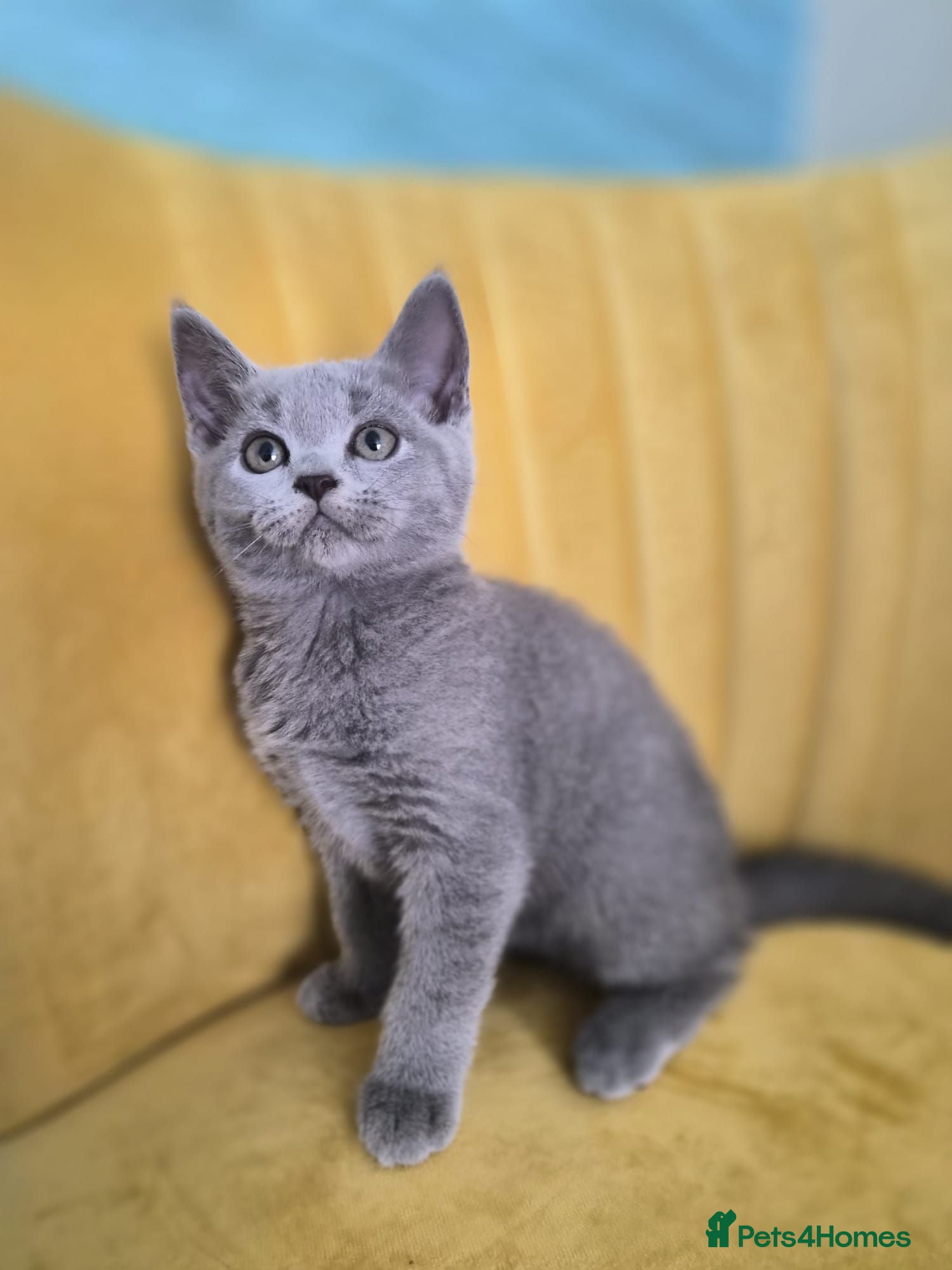 British Shorthair cats Adorable British shorthair kittens - Ready now 😻 - Advert 1