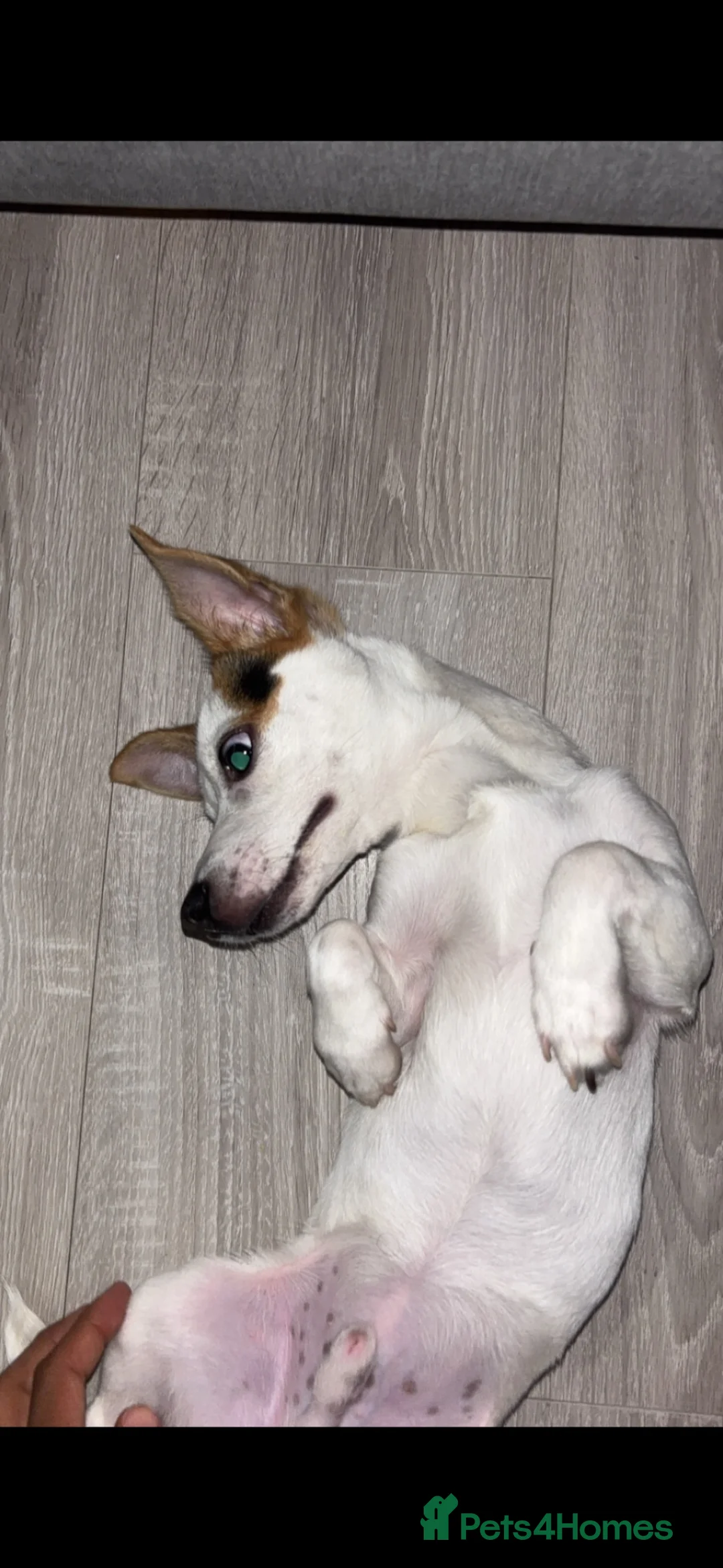 Jack Russell dogs for sale: Un neutered Jack Russell puppy (9m) in Manchester - Advert 2