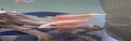 Other/Mixed Breed fish for sale: Various Fish For Sale. List&price in description. - Advert 4