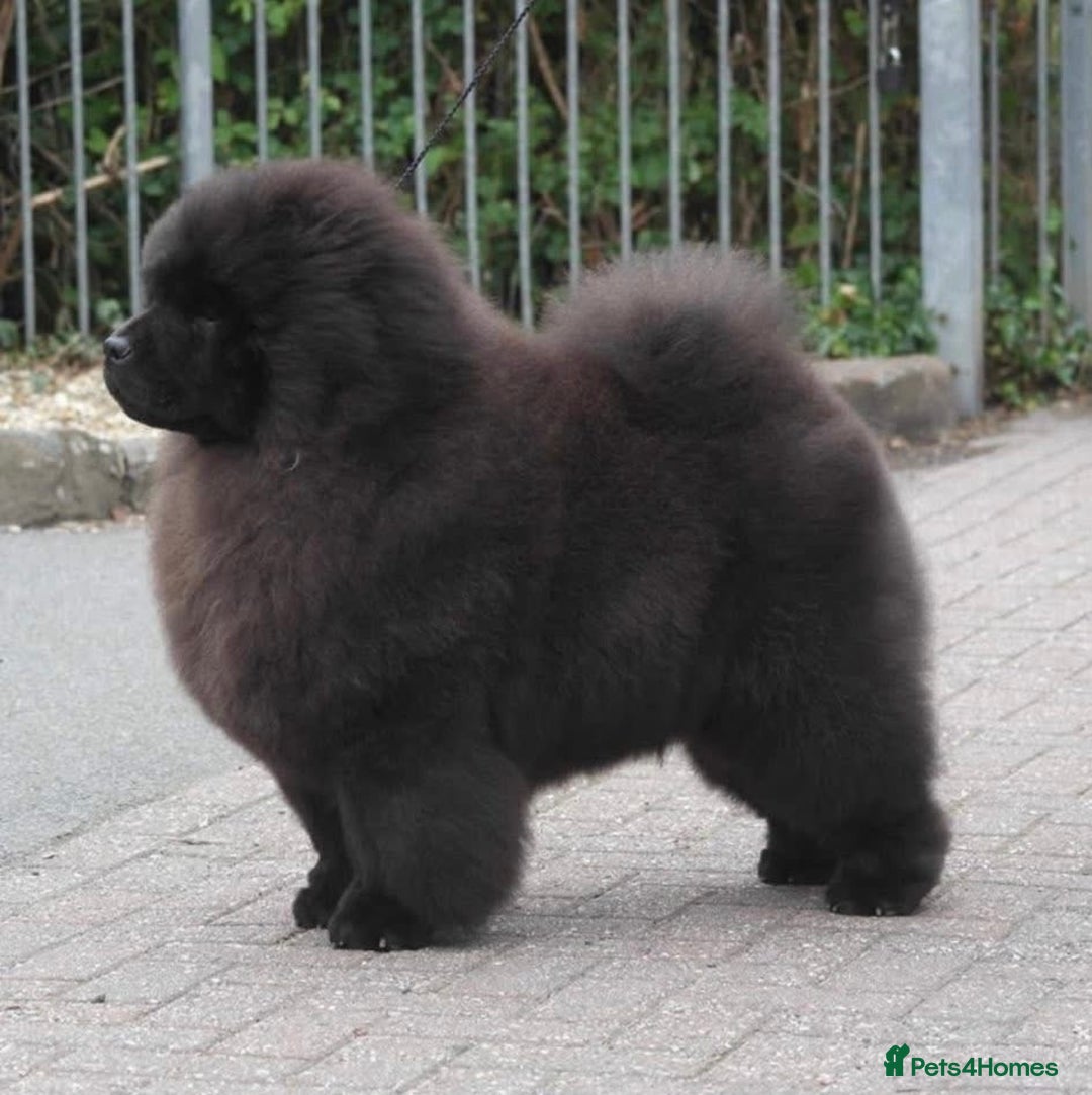 Chow Chow dogs for sale: Stunning KC registered Chow Chow puppies  - Advert 6