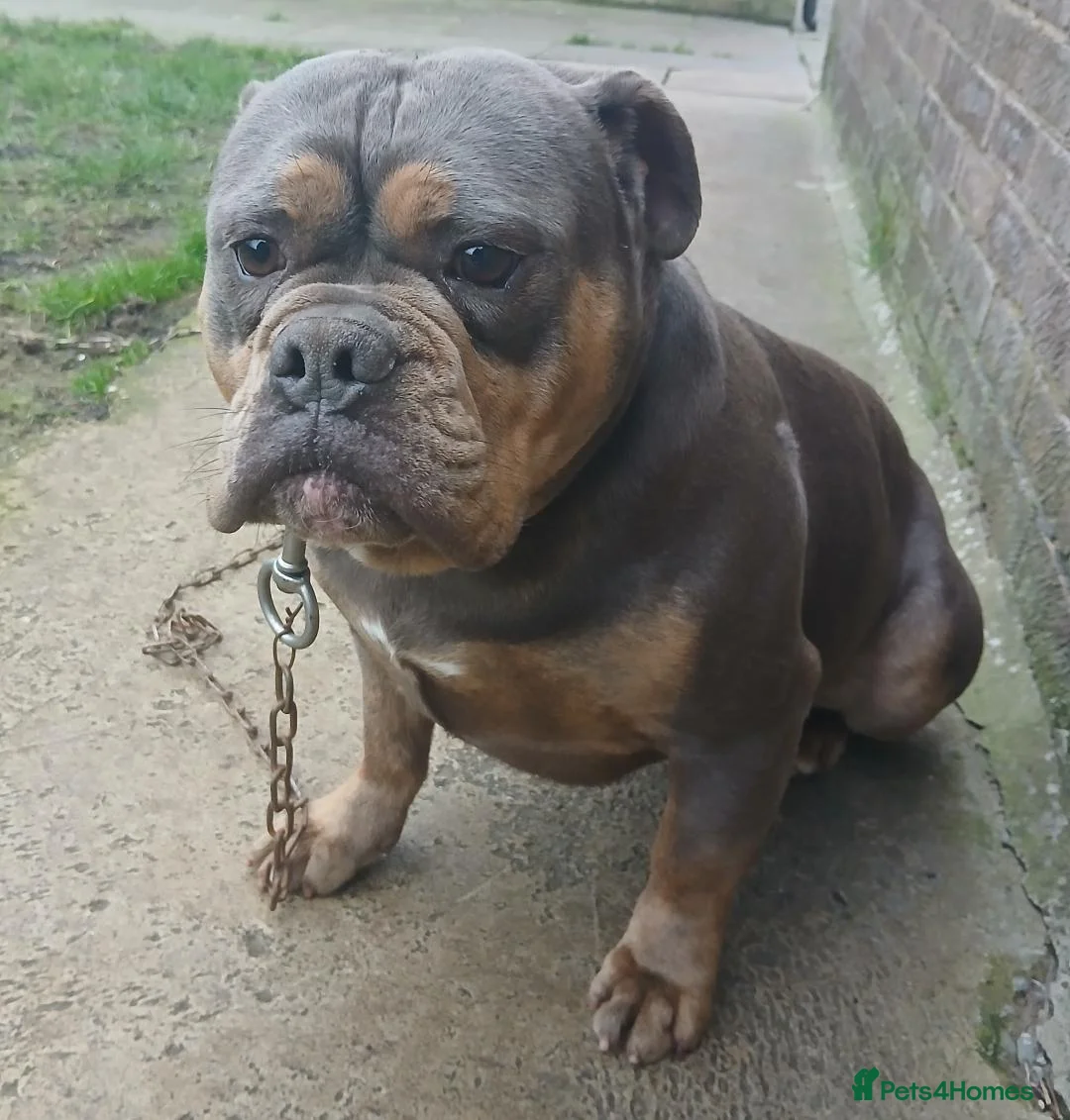 Olde English Bulldogge dogs for sale: olde english bulldogee in Ripon - Advert 4