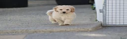 Cavapoochon dogs for sale: Beautiful Cavapoochon puppies for sale - Advert 13