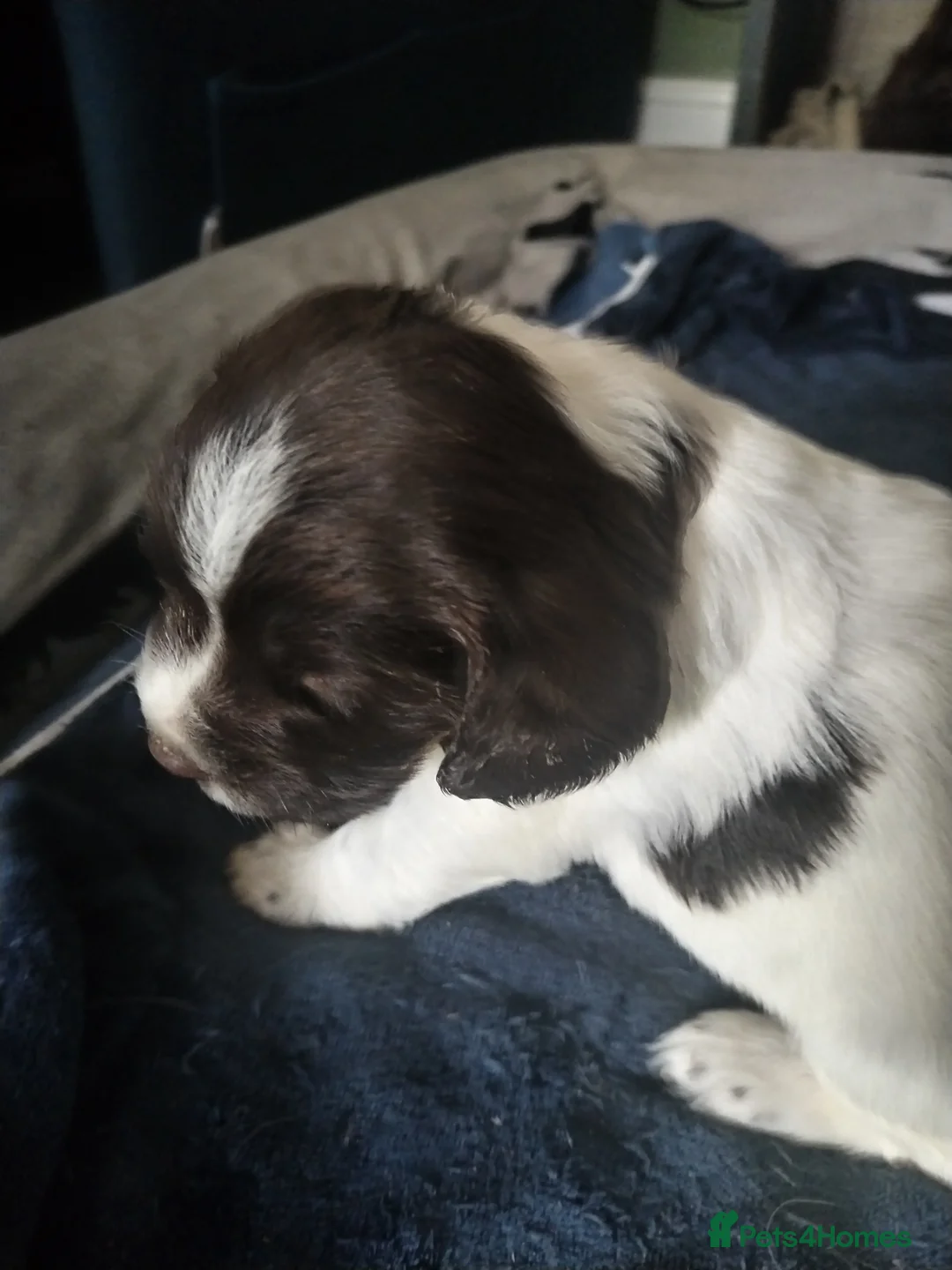 English Springer Spaniel dogs for sale: 2 beautiful ESS male puppies  - Advert 2