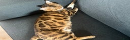 Bengal cats for sale: Indoor Female Bengal (Queen) –Spayed/Vaccinated - Advert 10