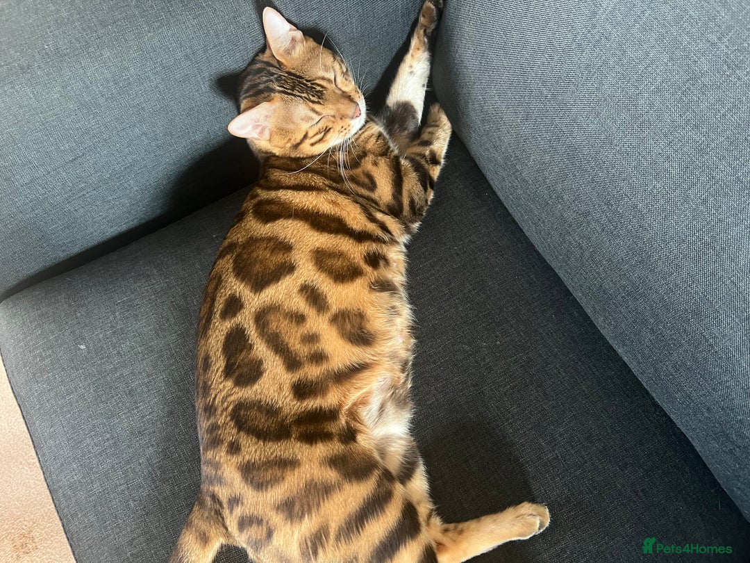 Bengal cats for sale: Indoor Female Bengal (Queen) –Spayed/Vaccinated - Advert 10