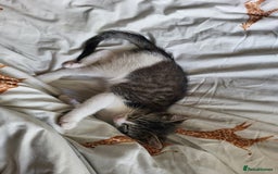 Mixed Breed cats for sale: Beautiful little kitten - Image 1
