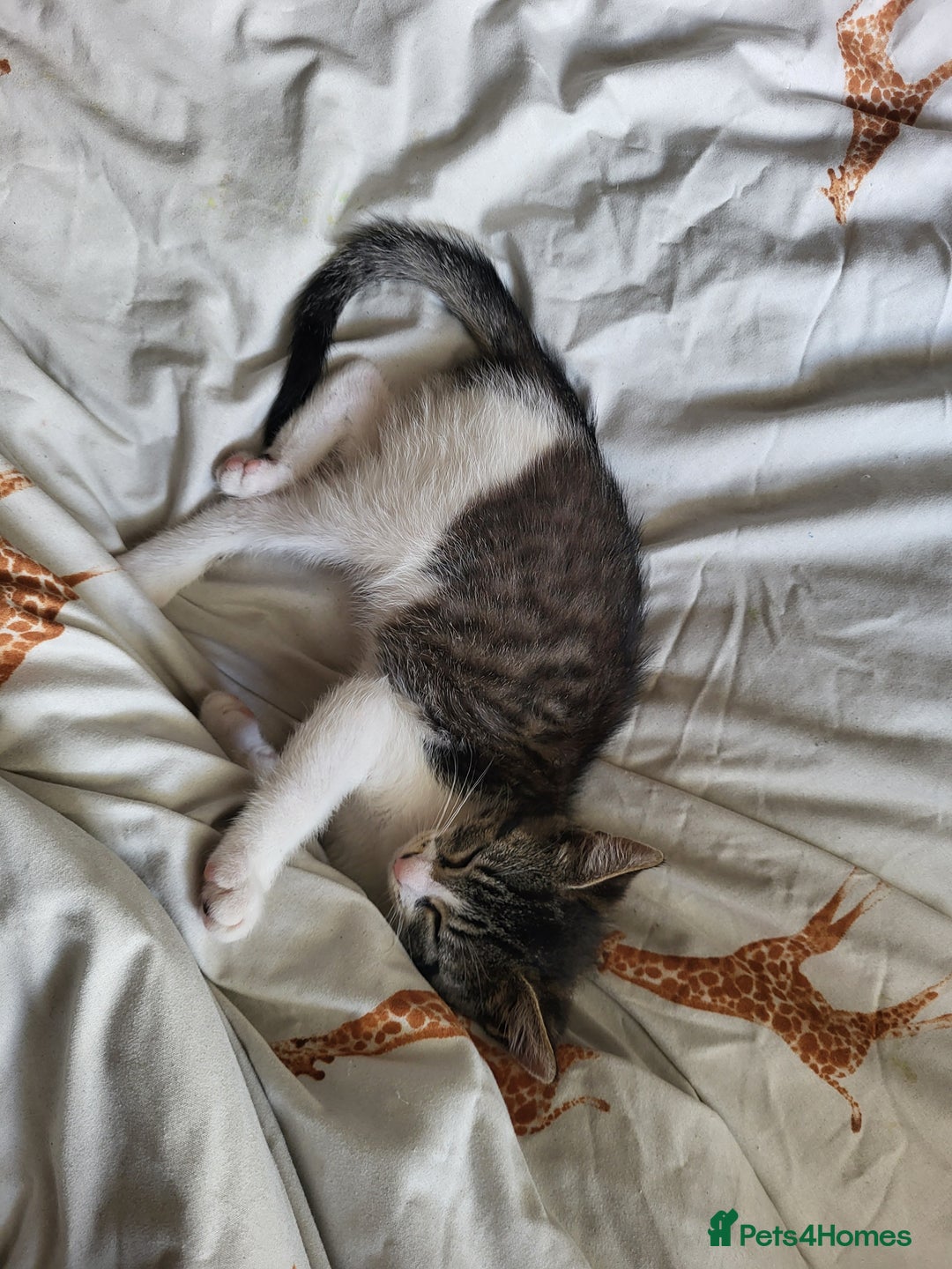 Mixed Breed cats for sale: Beautiful little kitten - Image 1