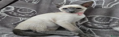 Siamese 2