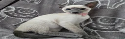 Siamese cats for sale: Adorable siamese kittens. in Blackwood - Advert 8