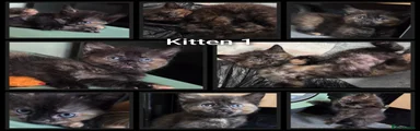 Kitten 1