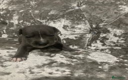 Staffordshire Bull Terrier dogs for sale: Staffordshire bull terrier puppies - Image 7