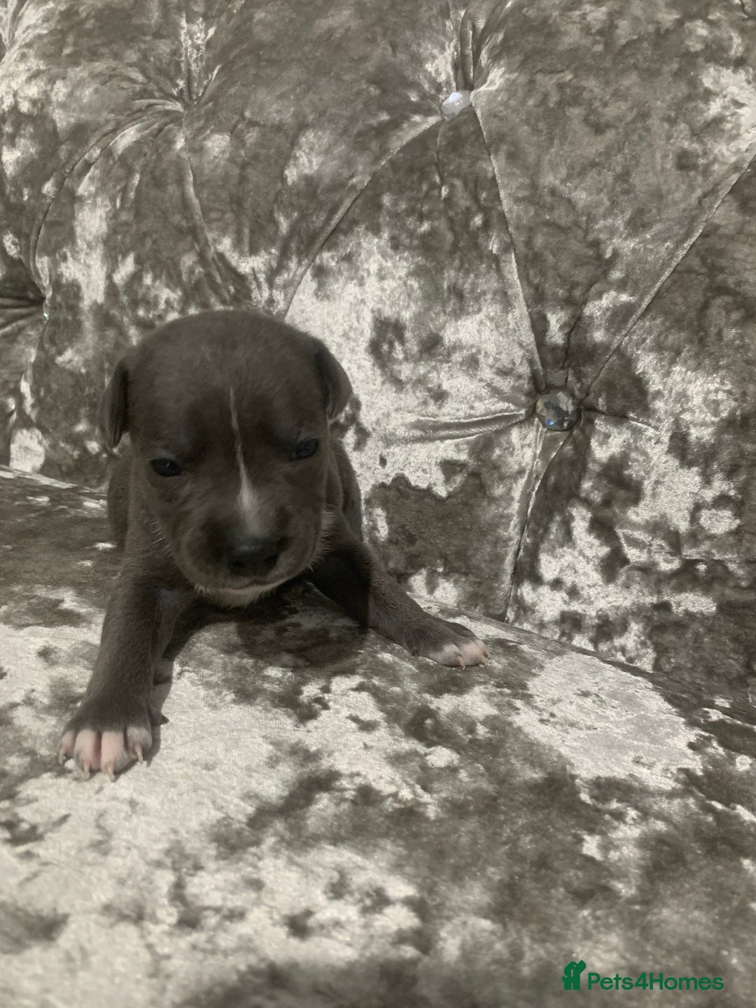 Staffordshire Bull Terrier dogs for sale: Staffordshire bull terrier puppies - Image 7