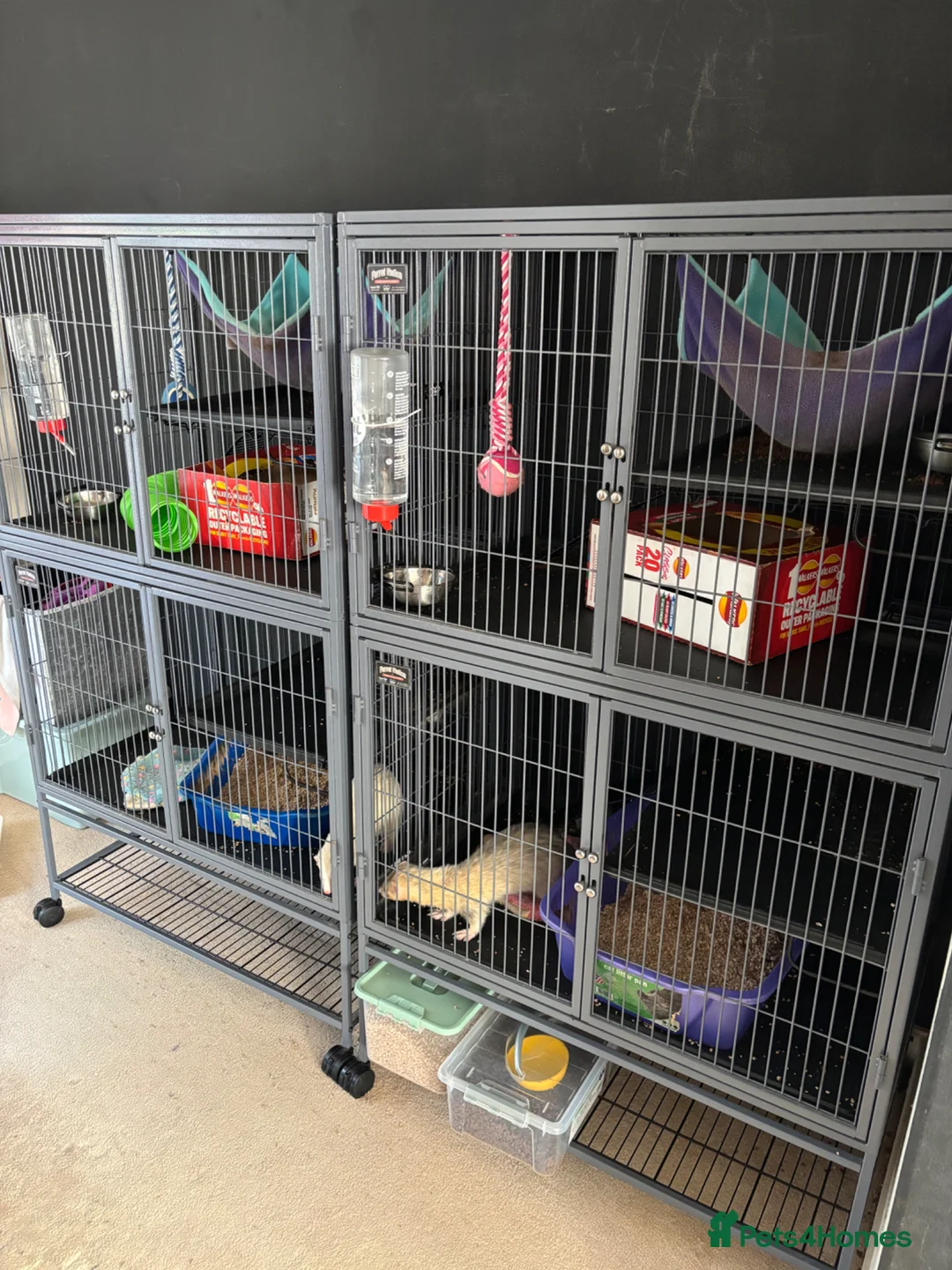 Ferret rodents for sale: Two brother ferrets, almost 2 years old in Spalding - Advert 2