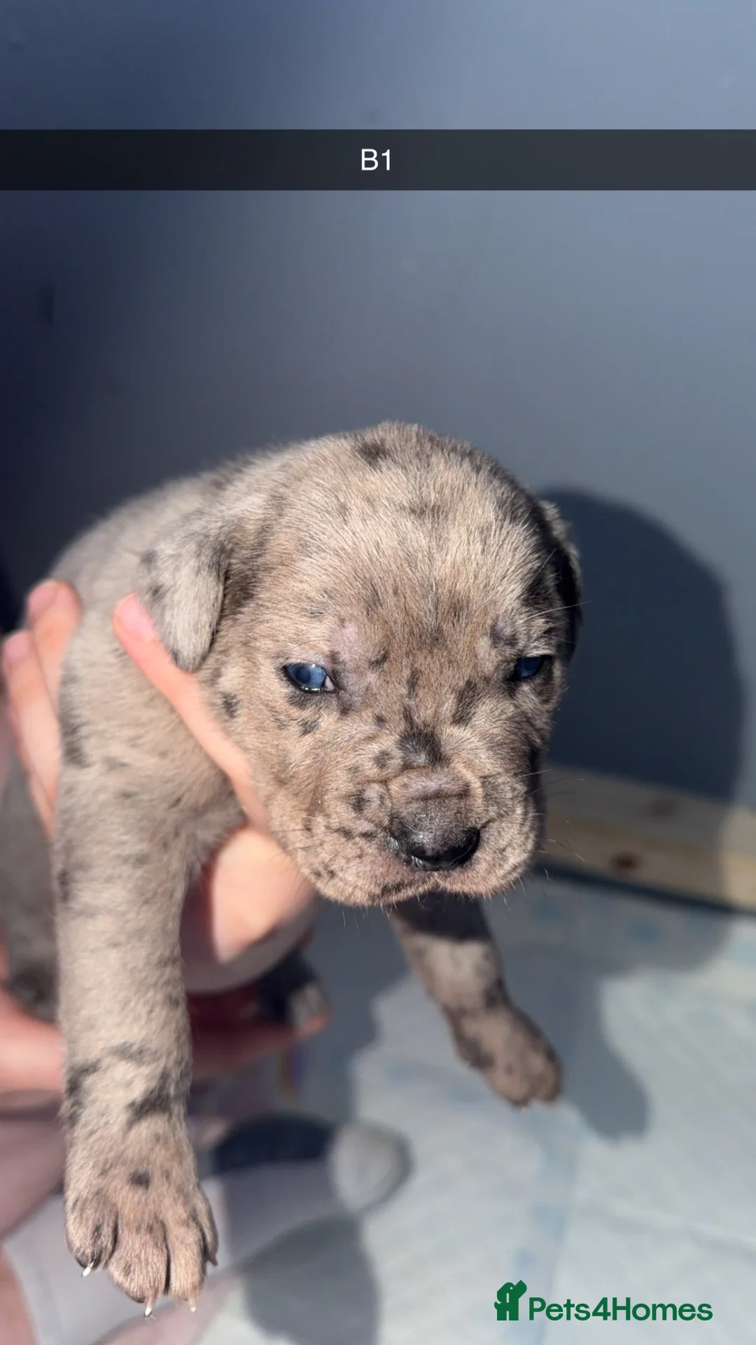 Cane Corso dogs for sale: Stunning litter of cane corso puppies - Advert 14