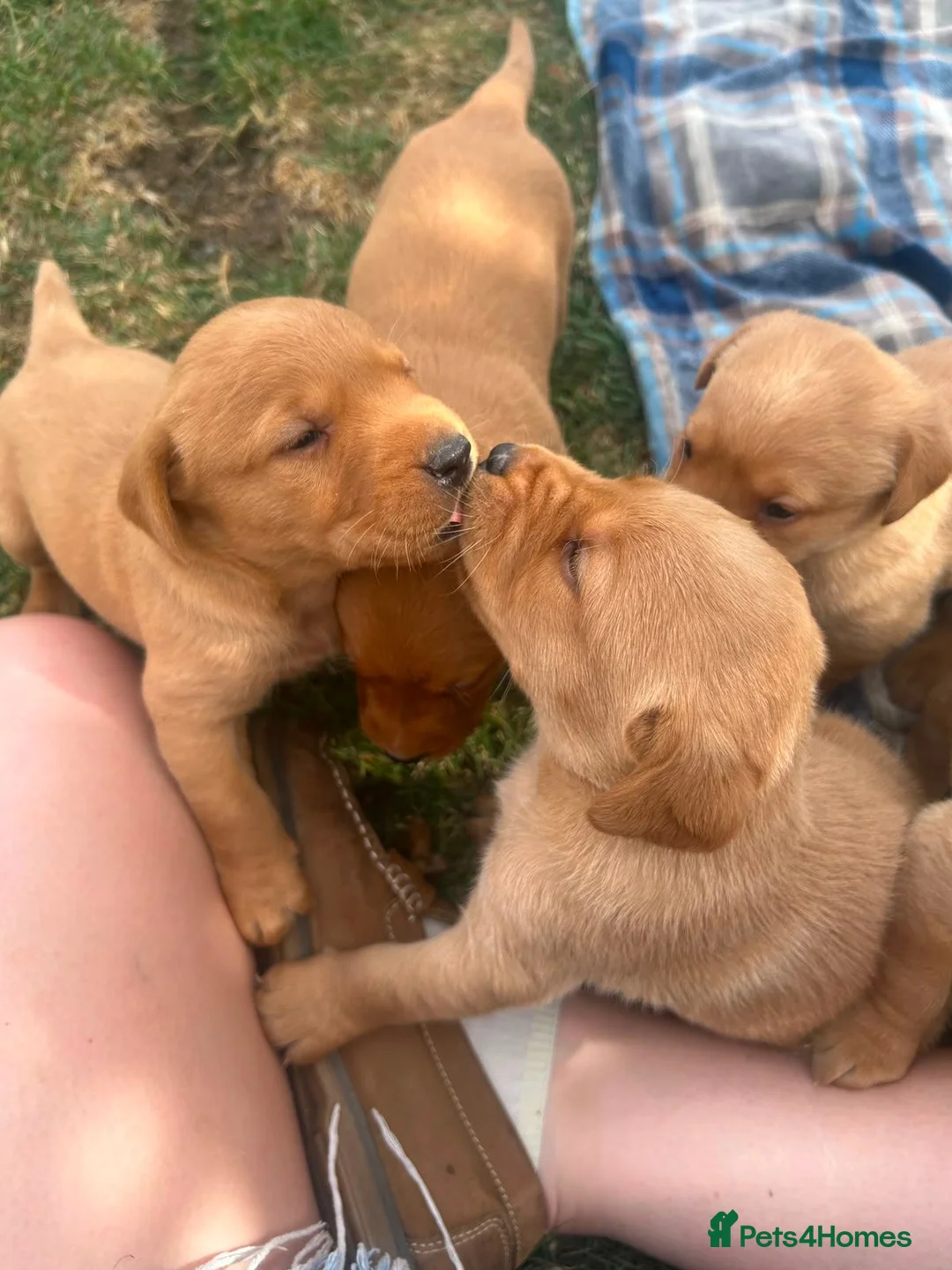 Labrador Retriever dogs for sale: Adorable KC registered labrador pups - Advert 11