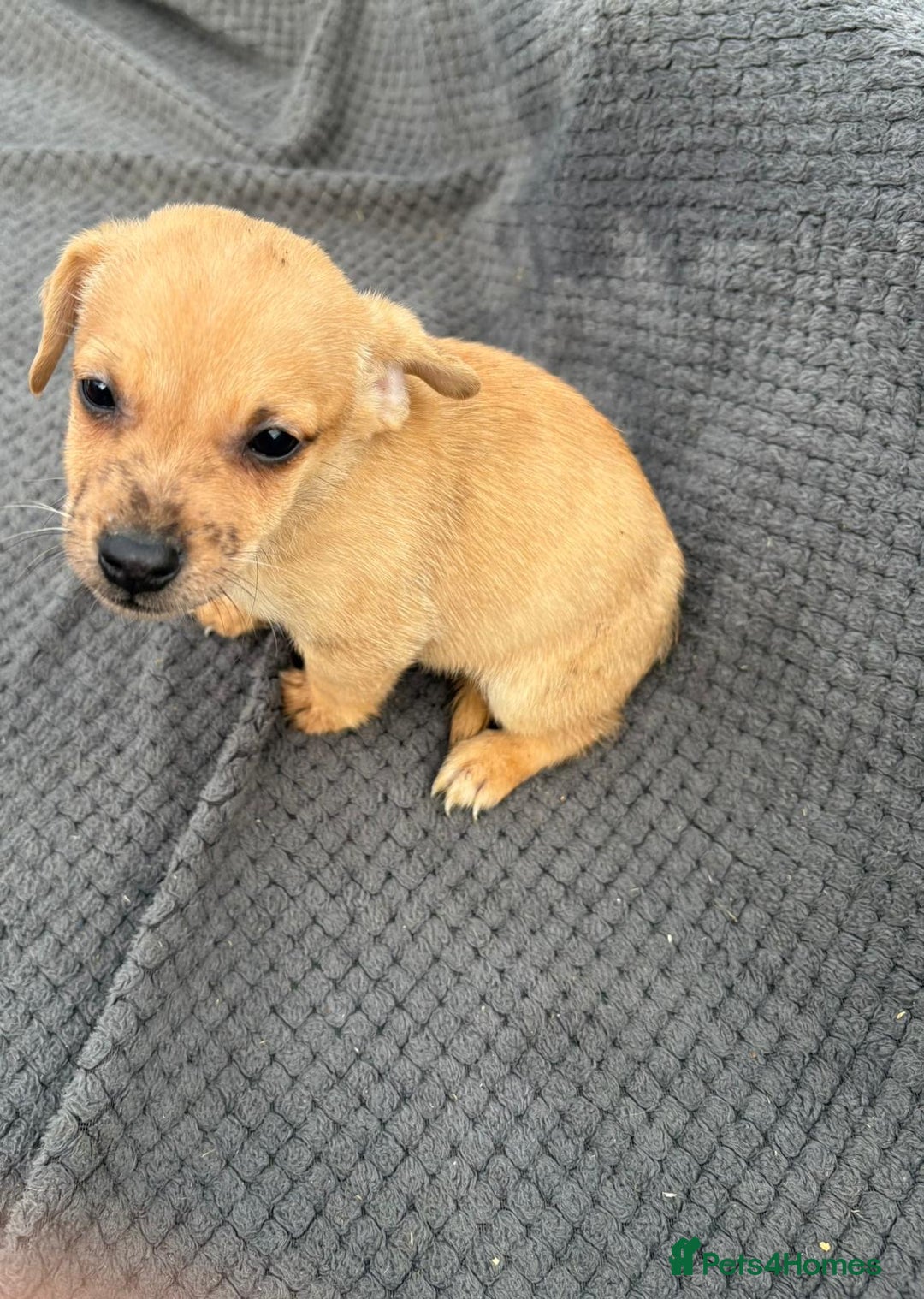 Jack Russell dogs for sale: Short legged Jack Russell’s  - Image 1