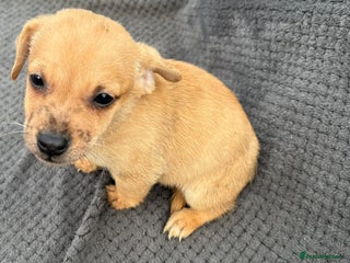 Jack Russell dogs - Advert 5