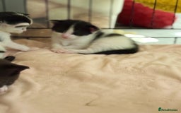 Domestic Shorthair cats for sale: Two beautiful kittens left - Image 5