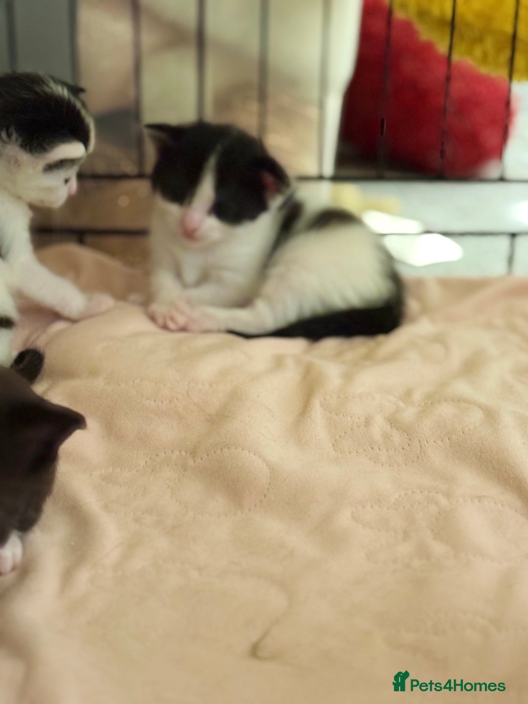 Domestic Shorthair cats for sale: Two beautiful kittens left - Image 5