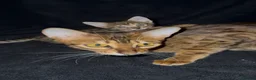 Savannah cats for sale: Exceptional Quality Tica Regist. Savannah kittns - Advert 20