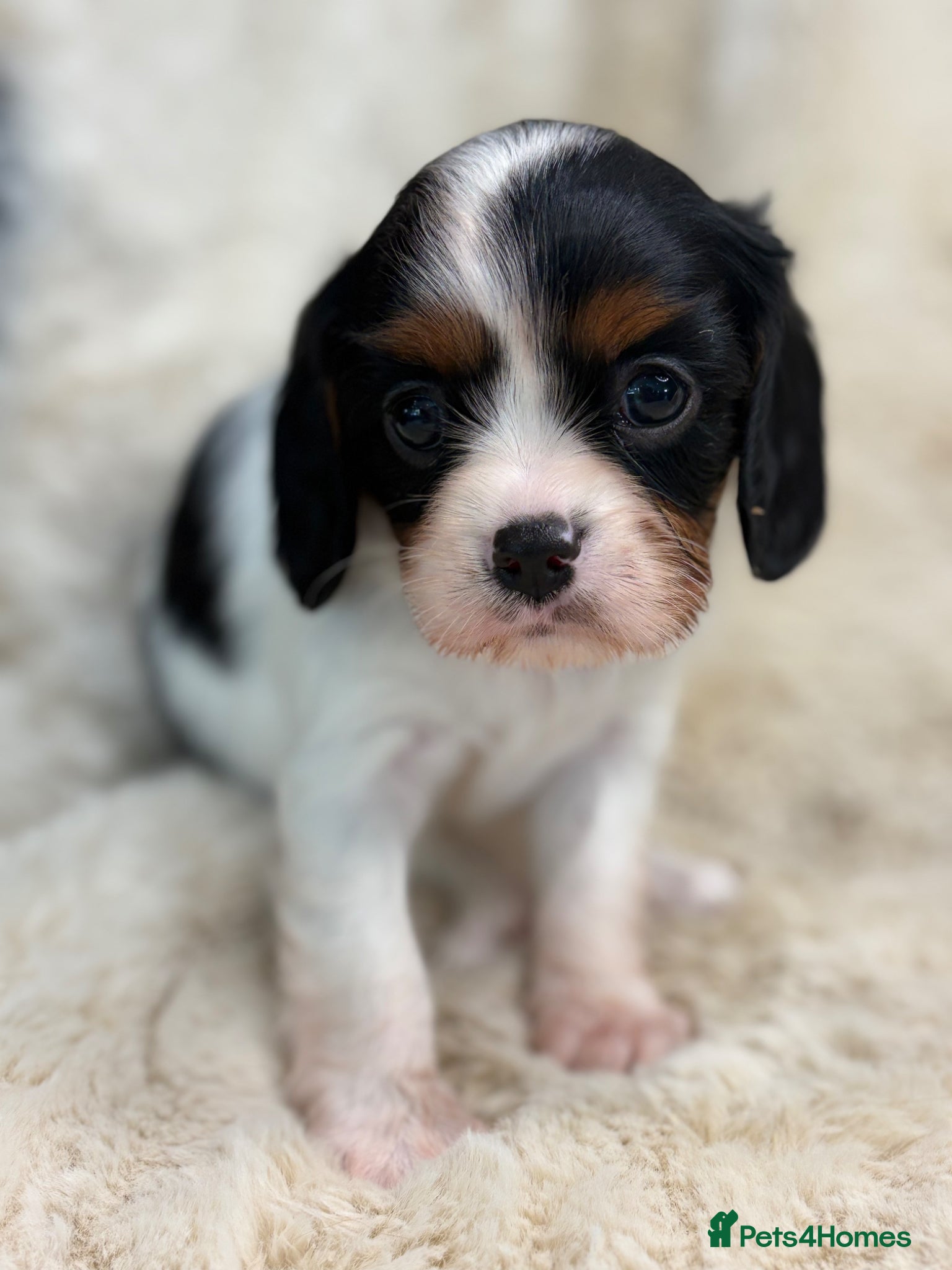 Cavalier King Charles Spaniel dogs for sale: Health tested cavalier pups  - Advert 24