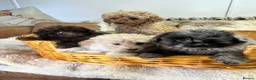 Pomapoo dogs for sale: Fluffy Pomapoos  - Advert 7