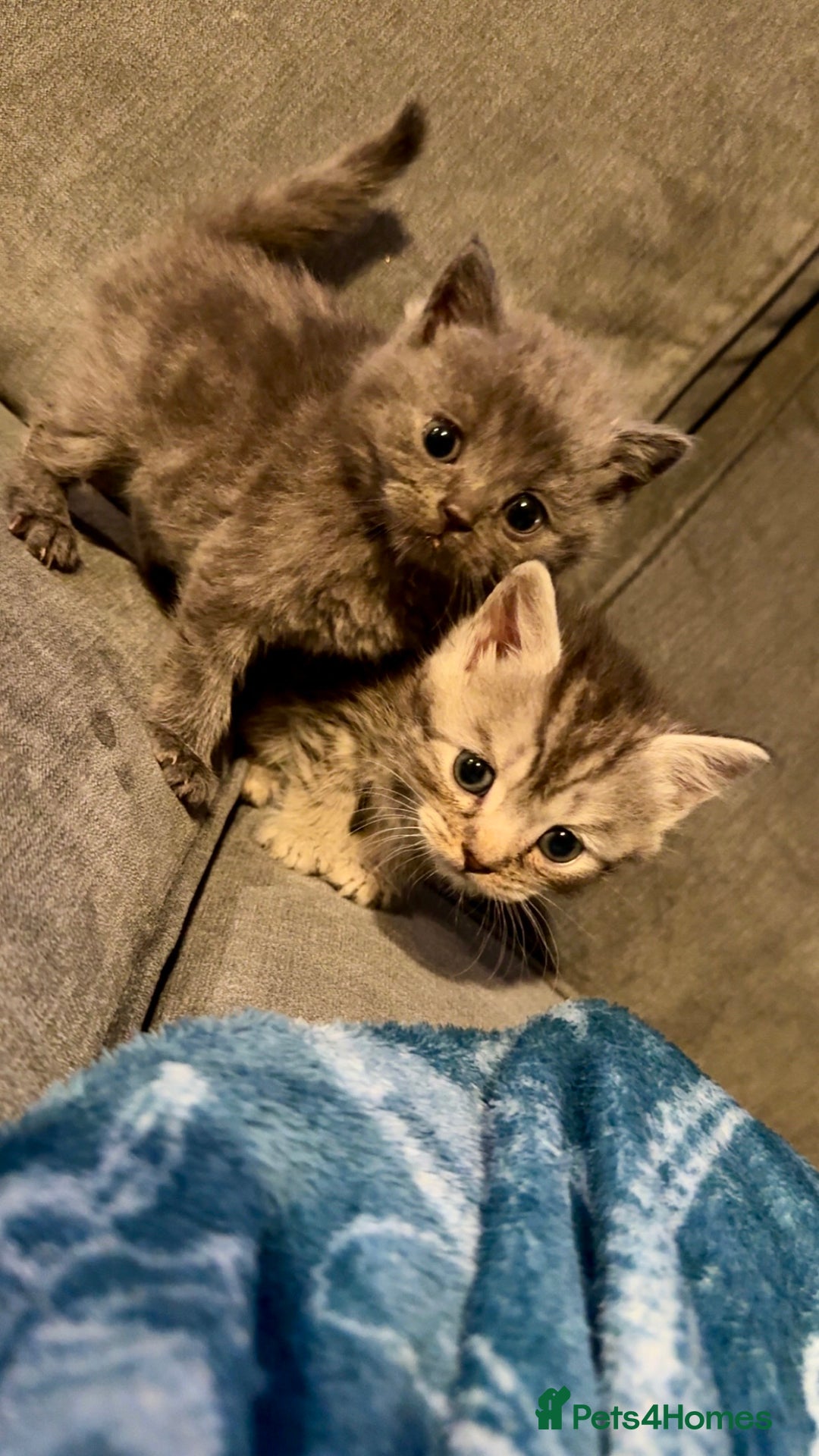British Shorthair cats for sale: 2 British Shorthair kittens - Image 8